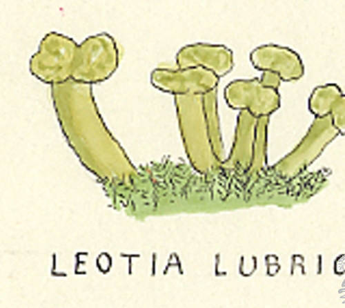 Botanical drawing of genus Leotia and species lubrica