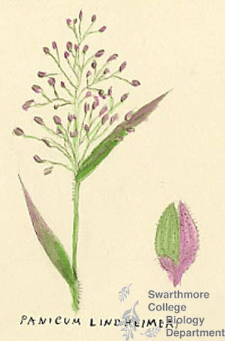 Botanical drawing of genus Panicum and species lindhelmeri