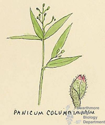 Botanical drawing of genus Panicum and species columbianum