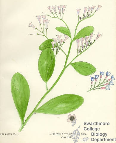 Botanical drawing of genus Mertensia and species virginica
