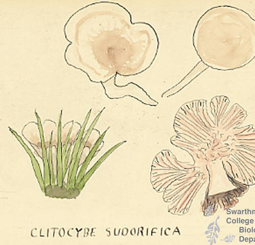 Botanical drawing of genus Clitocybe and species subdorifica