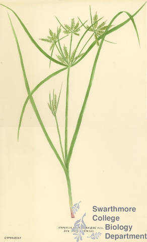 Botanical drawing of genus Cyperus and species erythrorhizos