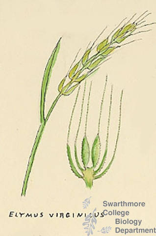 Botanical drawing of genus Elymus and species virginicus