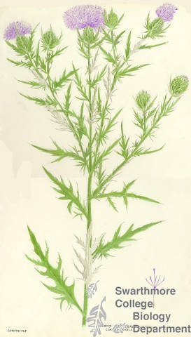Botanical drawing of genus Cirsium and species discolor