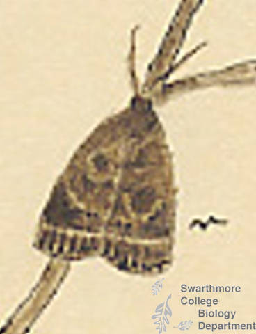 Botanical drawing of genus Schinia and species marginata