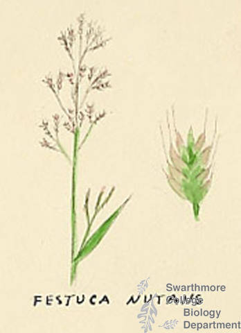 Botanical drawing of genus Festuca and species nutans