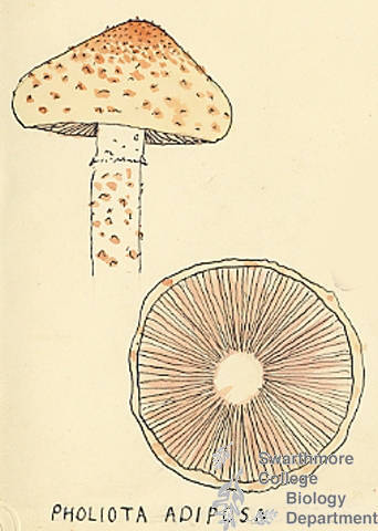 Botanical drawing of genus Pholiota and species adiposa