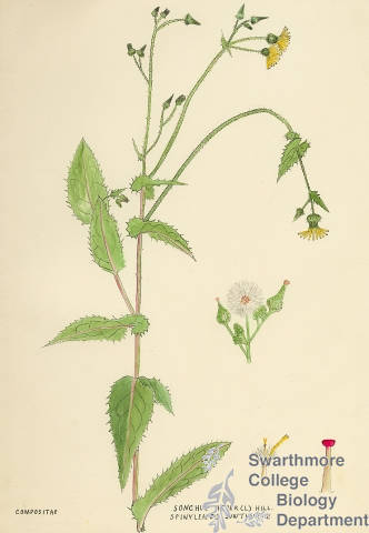 Botanical drawing of genus Sonchus and species asper