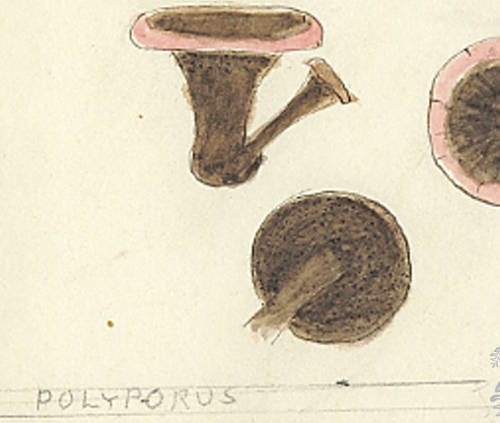 Botanical drawing of genus Polyporus and species sp