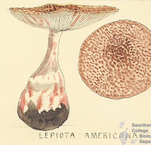 Botanical drawing of genus Lepiota and species americana