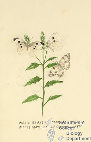 Botanical drawing of genus Pieris and species rapae