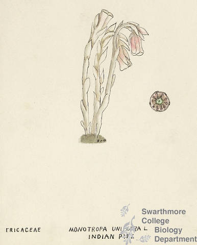 Botanical drawing of genus Monotropa and species uniflora