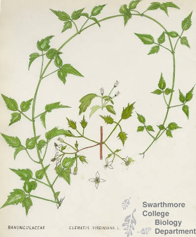 Botanical drawing of genus Clematis and species virginiana