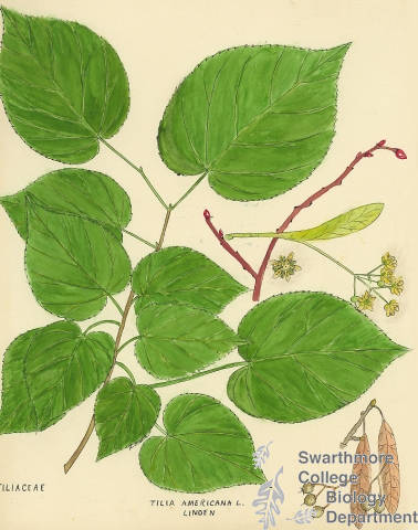 Botanical drawing of genus Tilia and species americana
