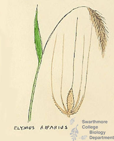Botanical drawing of genus Elymus and species riparius