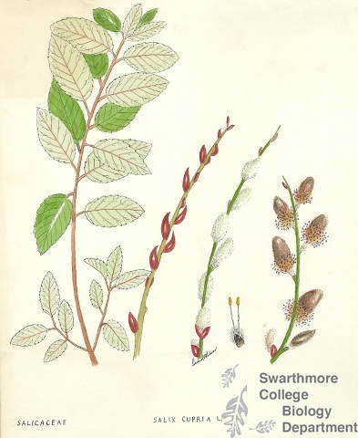 Botanical drawing of genus Salix and species cuprea