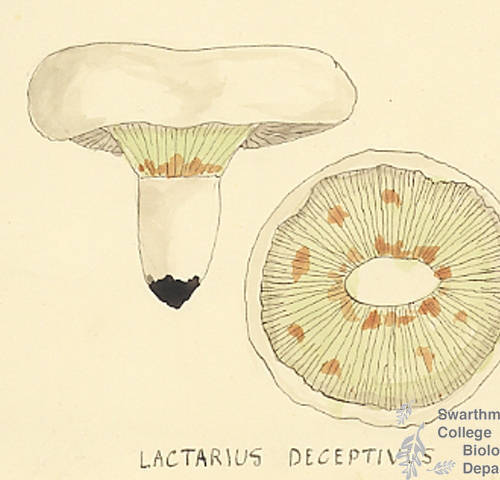 Botanical drawing of genus Lactarius and species deceptivus
