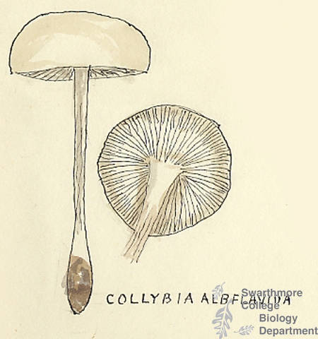 Botanical drawing of genus Collybia and species albflavida