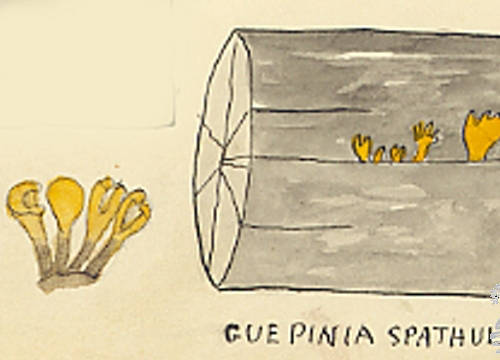 Botanical drawing of genus Guepinia and species spathularia