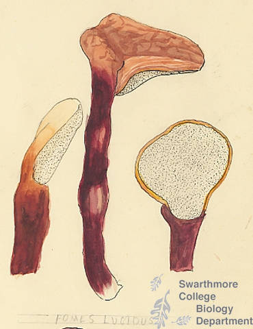 Botanical drawing of genus Fomes and species lucious