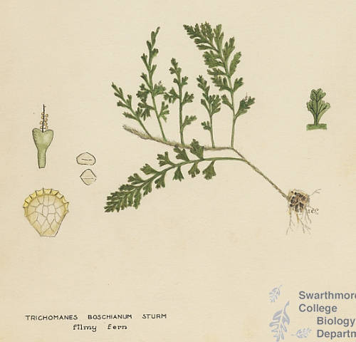 Botanical drawing of genus Trichomanes and species boschianum