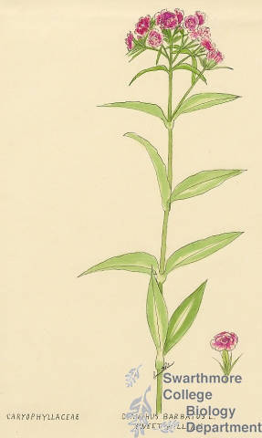 Botanical drawing of genus Dianthus and species barbatus