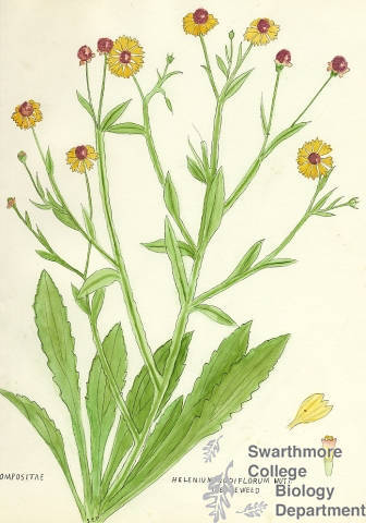 Botanical drawing of genus Helenium and species nudiflorum