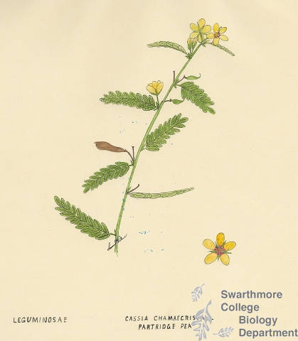 Botanical drawing of genus Cassia and species chamaecrista