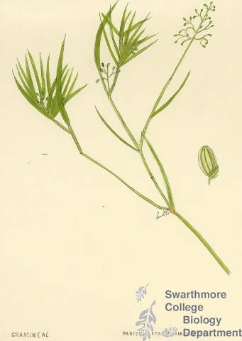 Botanical drawing of genus Panicum and species scribnerianum