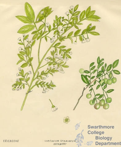 Botanical drawing of genus Vaccinium and species stamineum