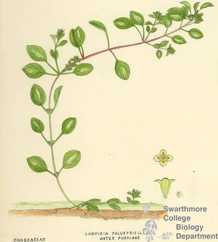 Botanical drawing of genus Ludvigia and species palustris