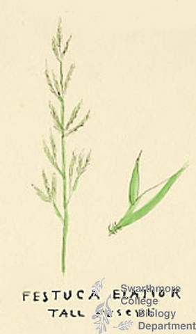 Botanical drawing of genus Festuca and species elatior