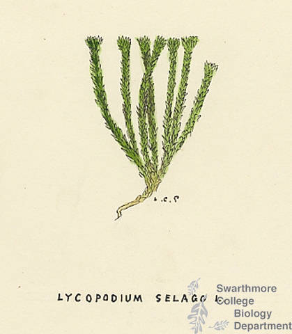 Botanical drawing of genus Lycopodium and species selago