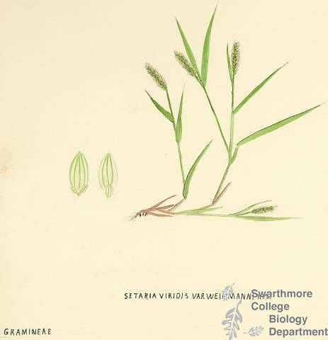 Botanical drawing of genus Setaria and species viridis