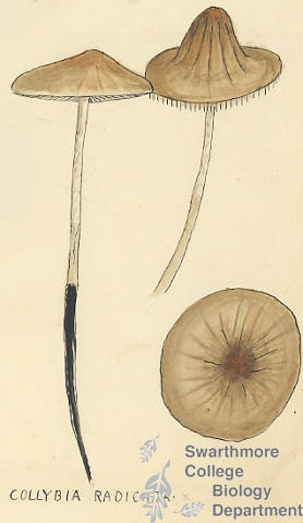 Botanical drawing of genus Collybia and species radicita