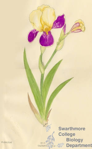 Botanical drawing of genus Iris and species sp