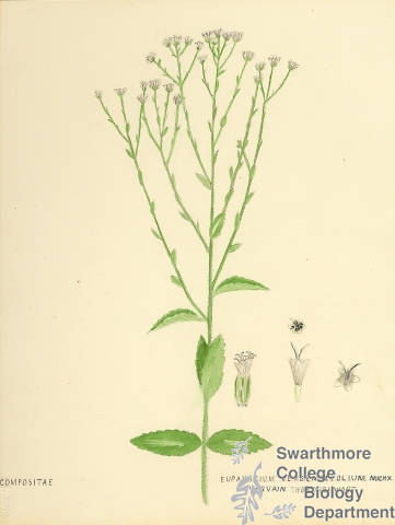 Botanical drawing of genus Eupatorium and species verbenaefolium