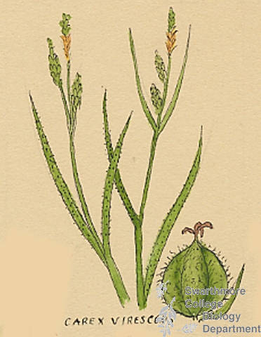 Botanical drawing of genus Carex and species virescens