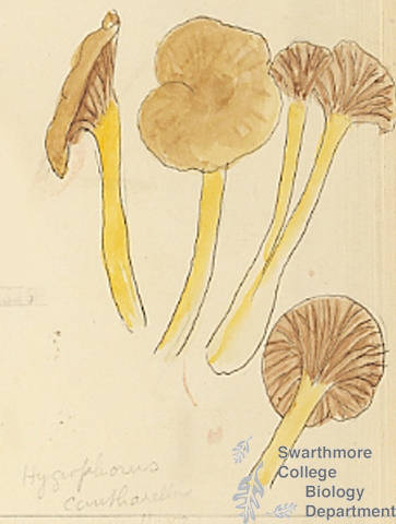 Botanical drawing of genus Hygrophorus and species cantherellus