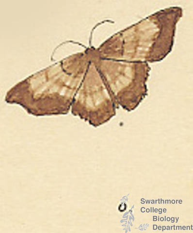 Botanical drawing of genus Euchlaena and species obtusaria