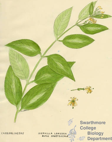 Botanical drawing of genus Diervilla and species lonicera