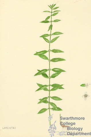 Botanical drawing of genus Lycopus and species uniflorus
