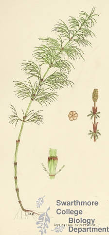 Botanical drawing of genus Equisetum and species sylvaticum