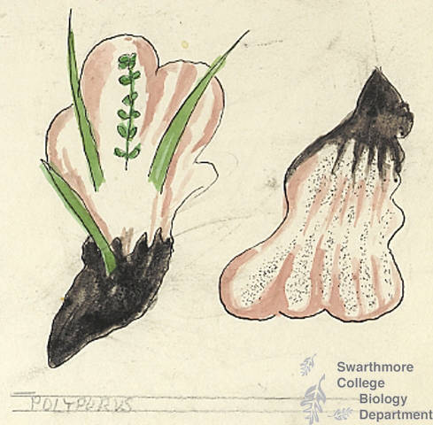 Botanical drawing of genus Polyporus and species sp