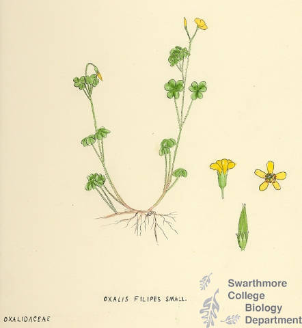 Botanical drawing of genus Oxalis and species filipes