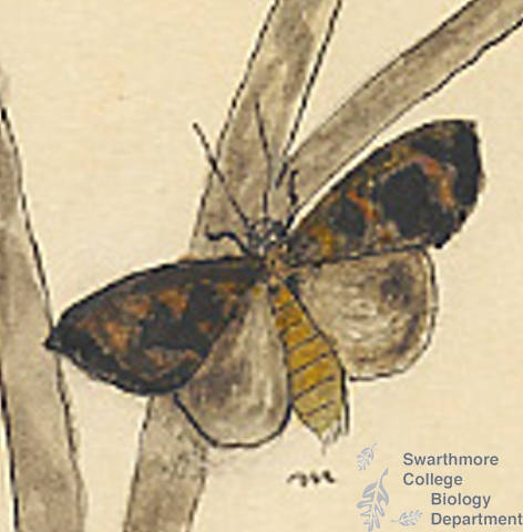 Botanical drawing of genus Hadena and species lateritia