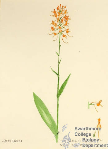 Botanical drawing of genus Habenaria and species ciliaris