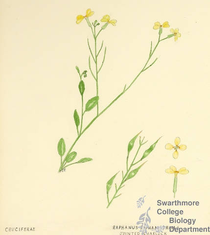 Botanical drawing of genus Raphanus and species raphanistrum