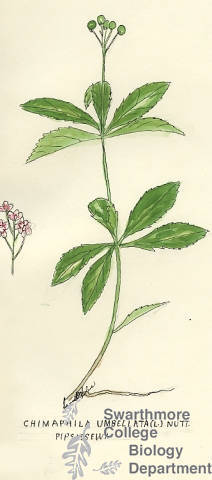 Botanical drawing of genus Chimaphila and species umbellata