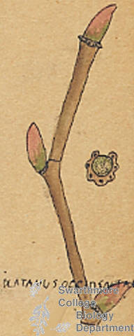 Botanical drawing of genus Dlatanus and species occidentalis